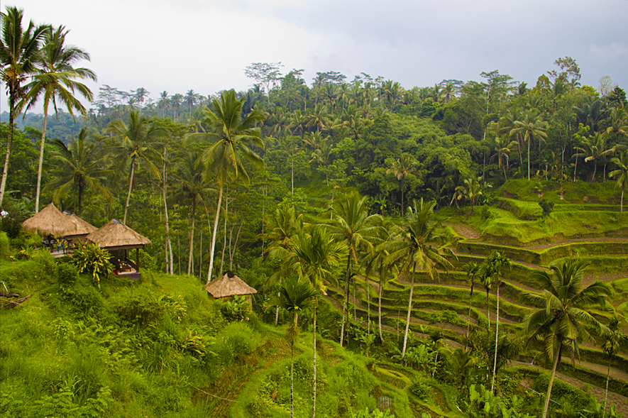 Rice Terrace central-bali-8