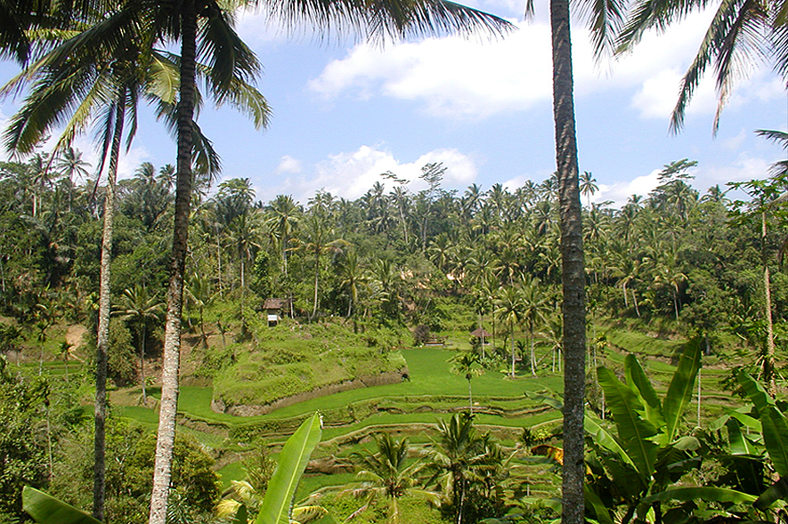 Spice Plantation central-bali-9