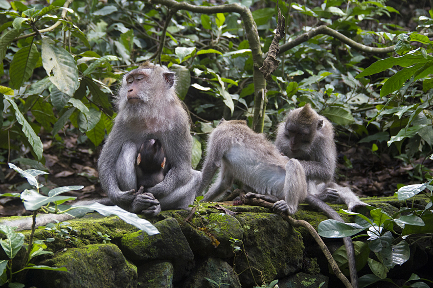 Monkey Forest west-bali-1