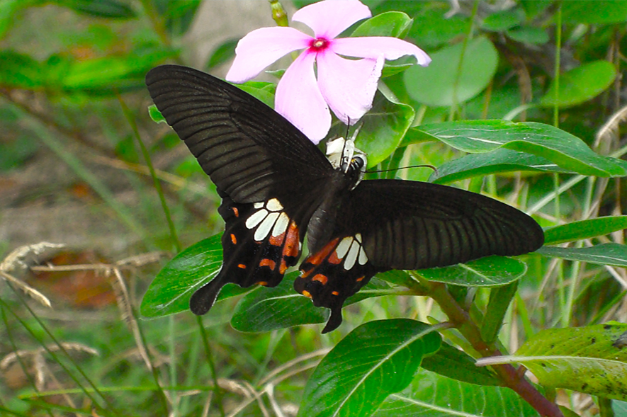 Butterfly Park west-bali-2