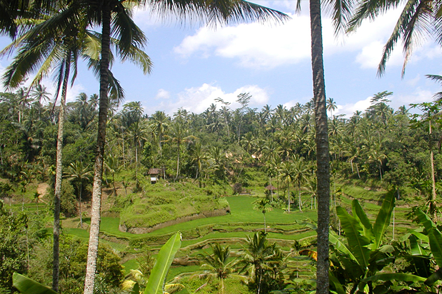 Spice Plantation west-bali-7