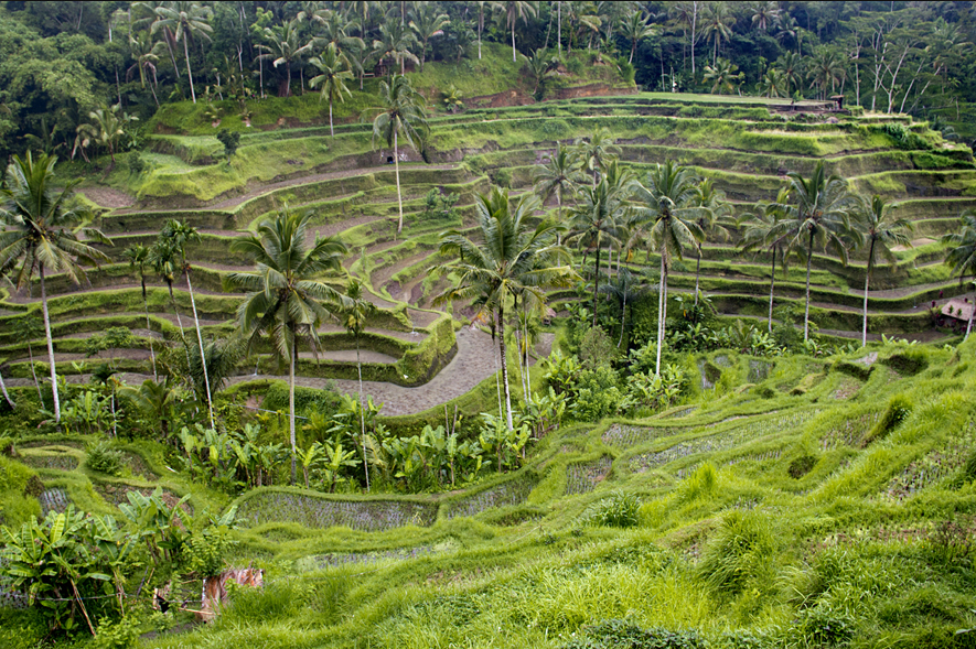 Rice Terrace west-bali-9