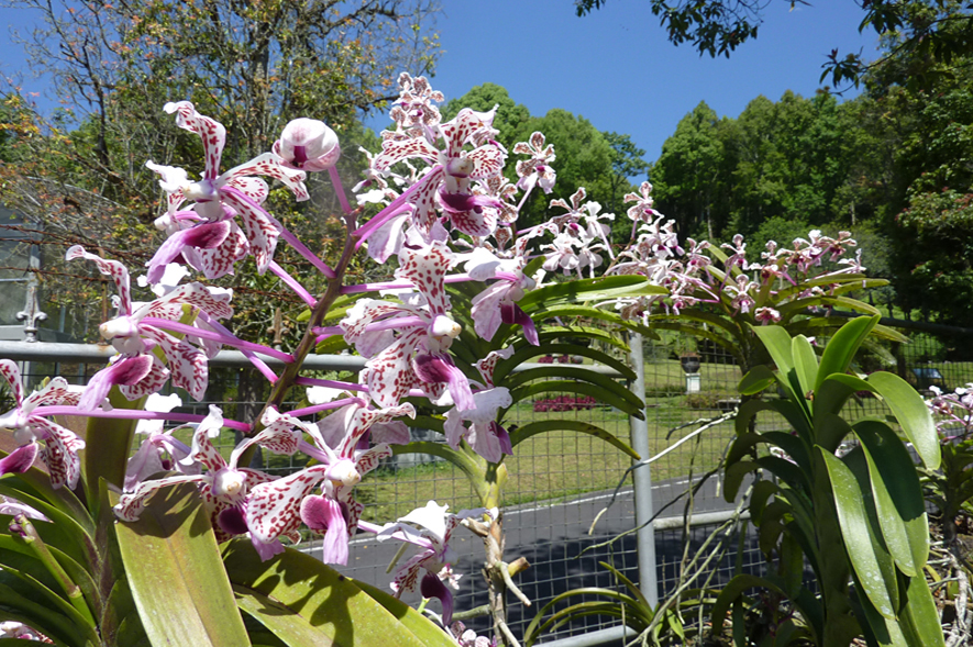 Botanic Garden western-landscapes-4