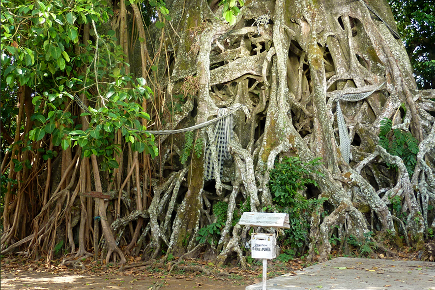 Biggest Island Tree western-landscapes-8