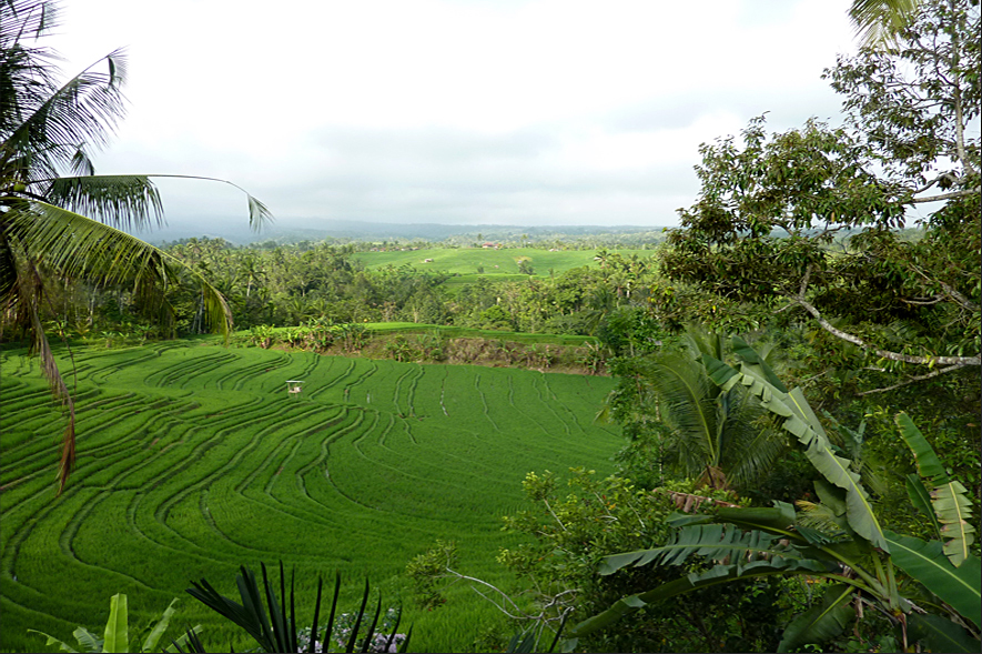 Rice Terrace western-landscapes-9