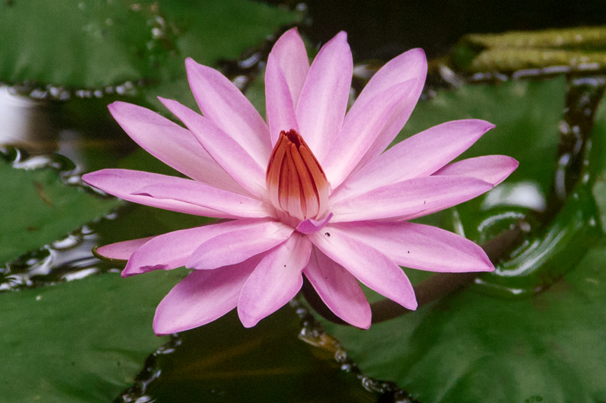 Lotus Flower eastern-seascapes-2