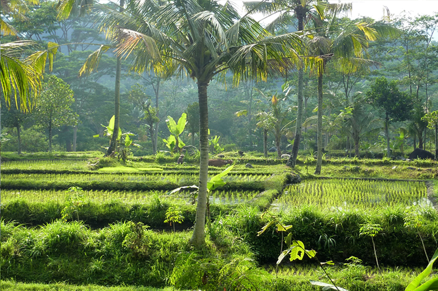 Rice Fields eastern-seascapes-6