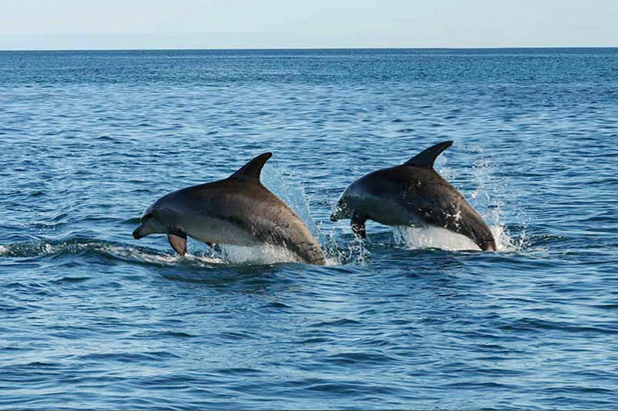 dolphins-Lovina
