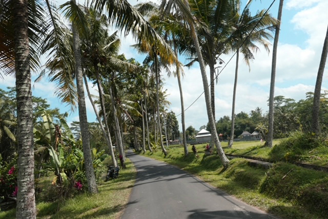 road-palm-trees