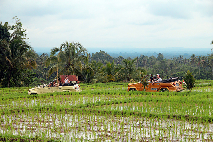 two-jeeps-in-the-ricefields