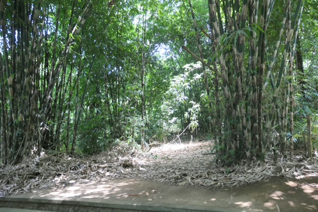 bamboo-forest